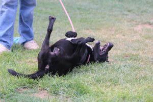 WALLIE, an adoptable German Shepherd Dog in Pearce, AZ, 85625 | Photo Image 4