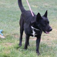 WALLIE, an adoptable German Shepherd Dog in Pearce, AZ, 85625 | Photo Image 6