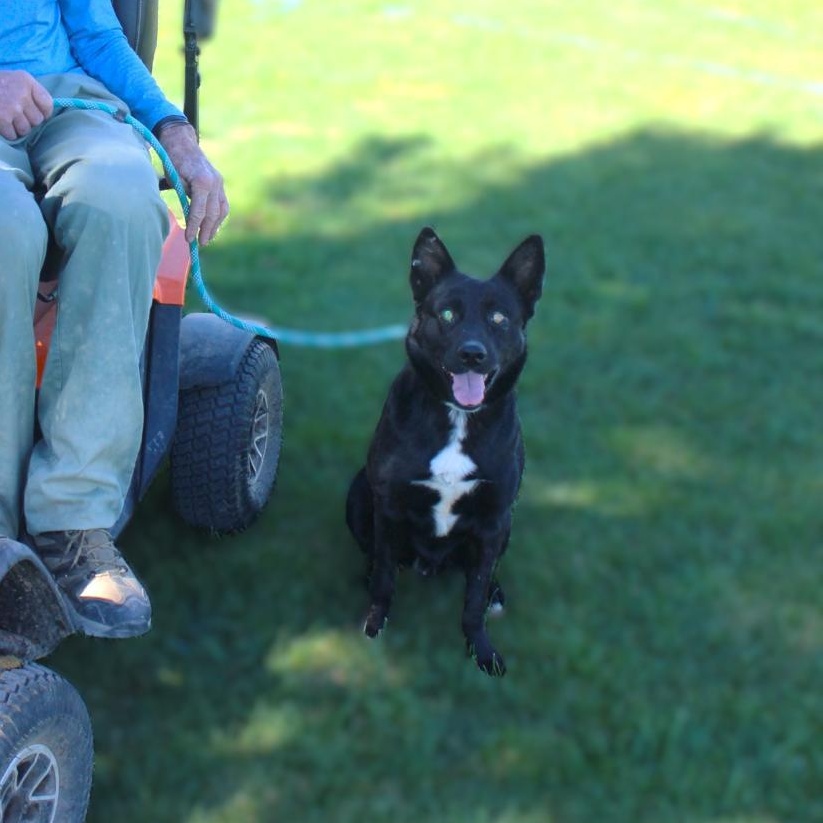 WALLIE, Adoptable, Young Male German Shepherd Dog.