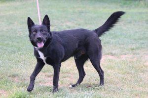 WALLIE, an adoptable German Shepherd Dog in Pearce, AZ, 85625 | Photo Image 1