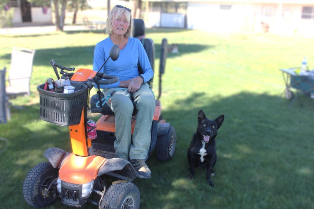 WALLIE, a Adoptable mixed breed in Pearce, AZ image 2/5