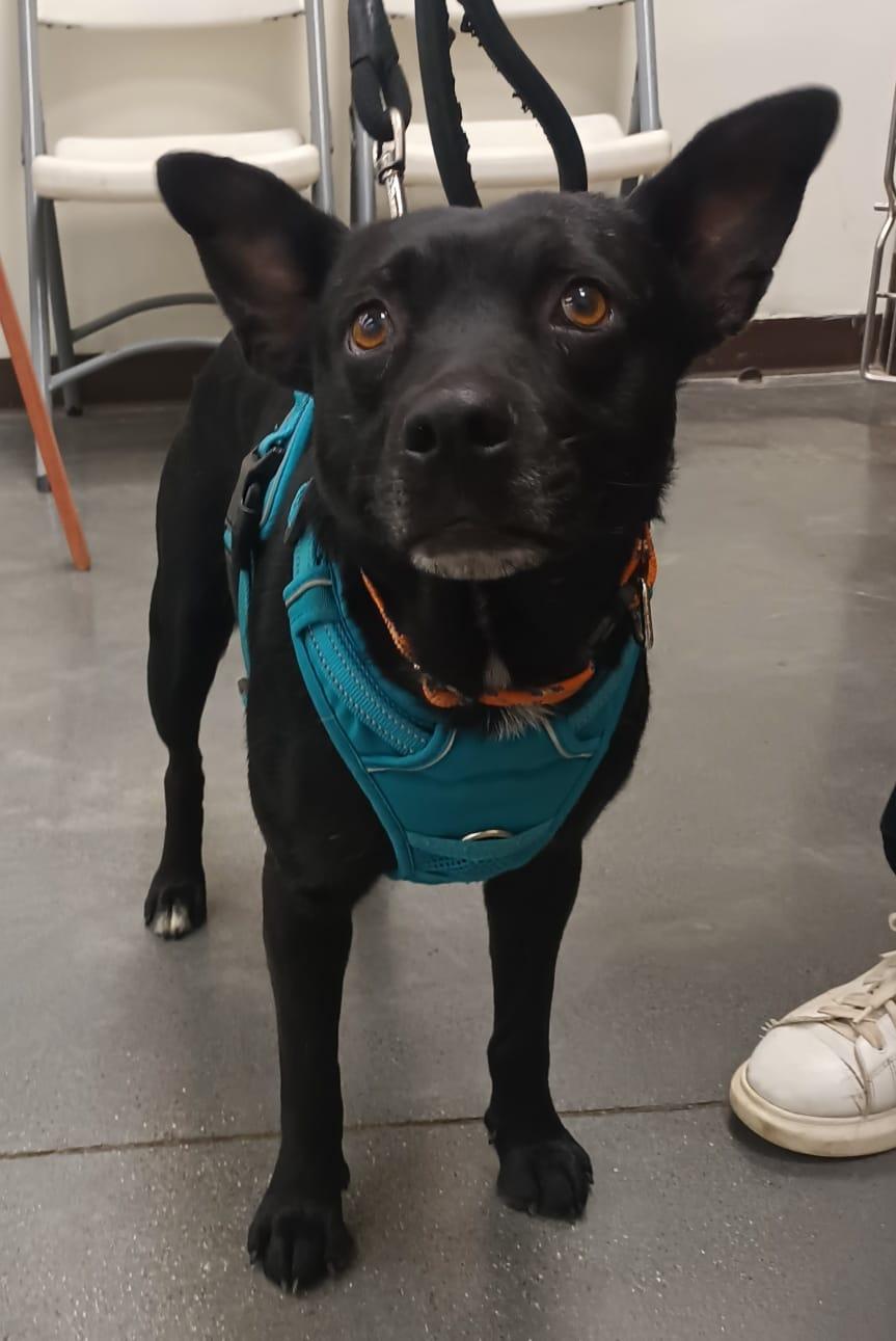 Enlarge Yoni, a ADOPTABLE mixed breed in San Diego, CA image 4/5
