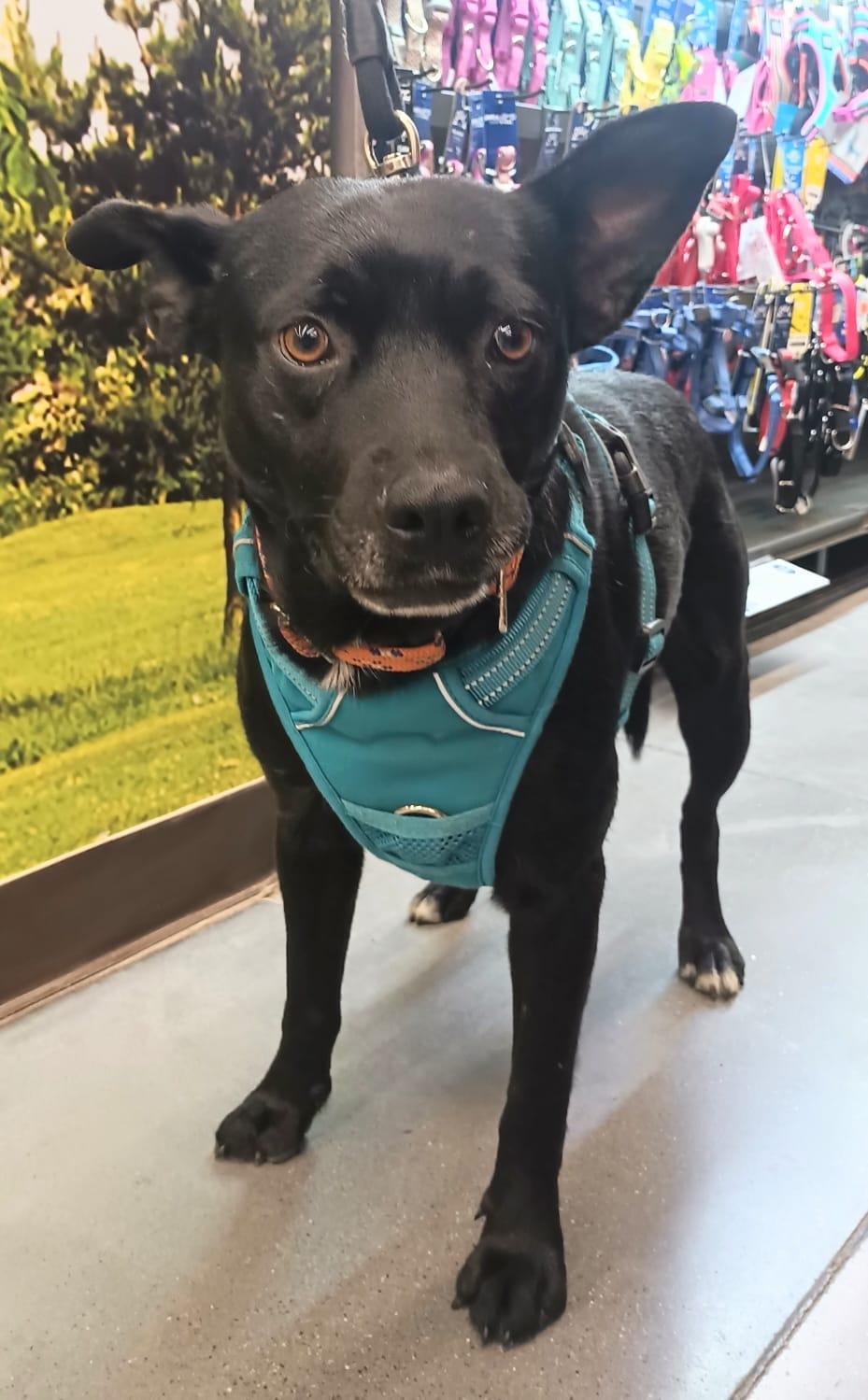 Enlarge Yoni, a ADOPTABLE mixed breed in San Diego, CA image 2/5