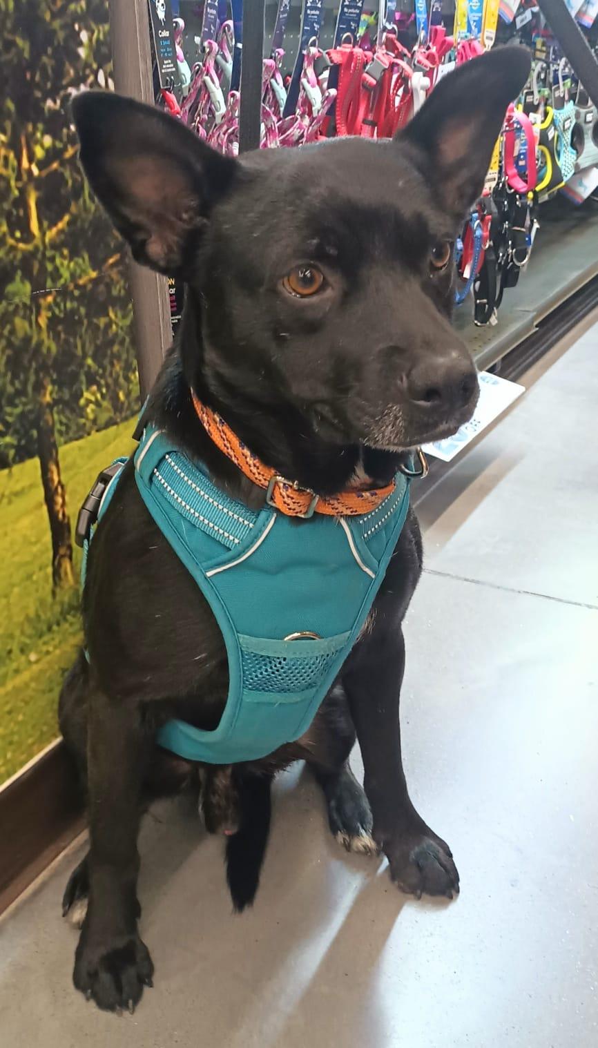 Enlarge Yoni, a ADOPTABLE mixed breed in San Diego, CA image 3/5