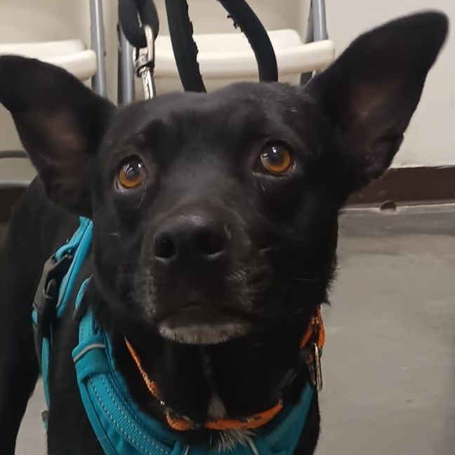 Yoni, ADOPTABLE, Young Male Australian Kelpie.