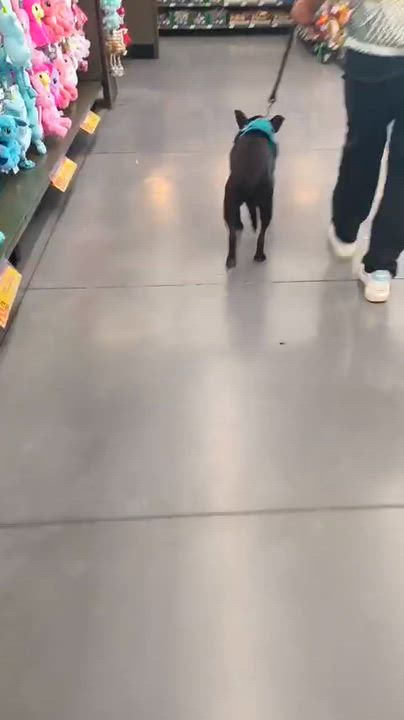 Enlarge Yoni, a ADOPTABLE mixed breed in San Diego, CA video 5/5