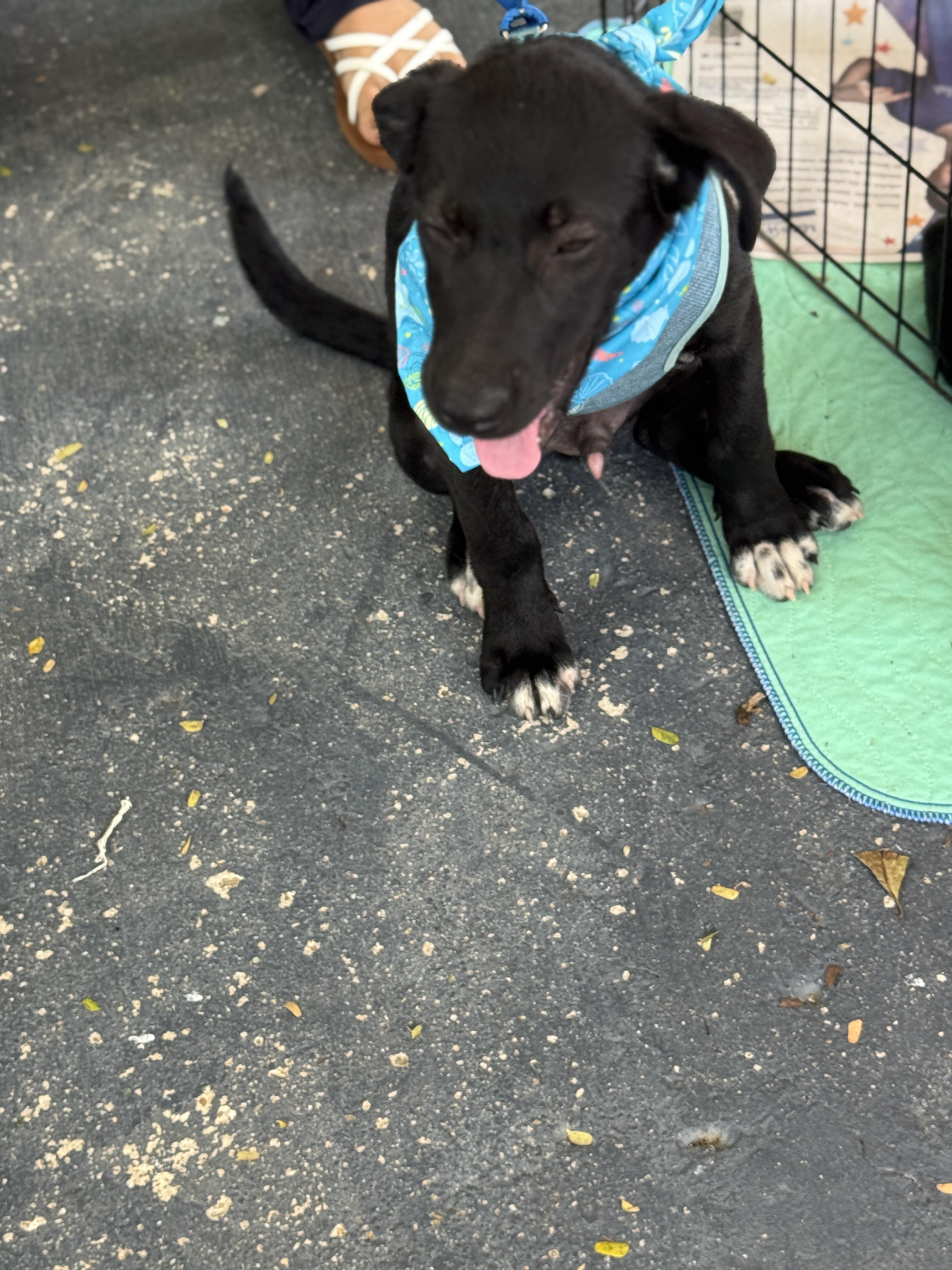 Enlarge Sebastian, an adopted mixed breed in Glen Rock, NJ image 6/6