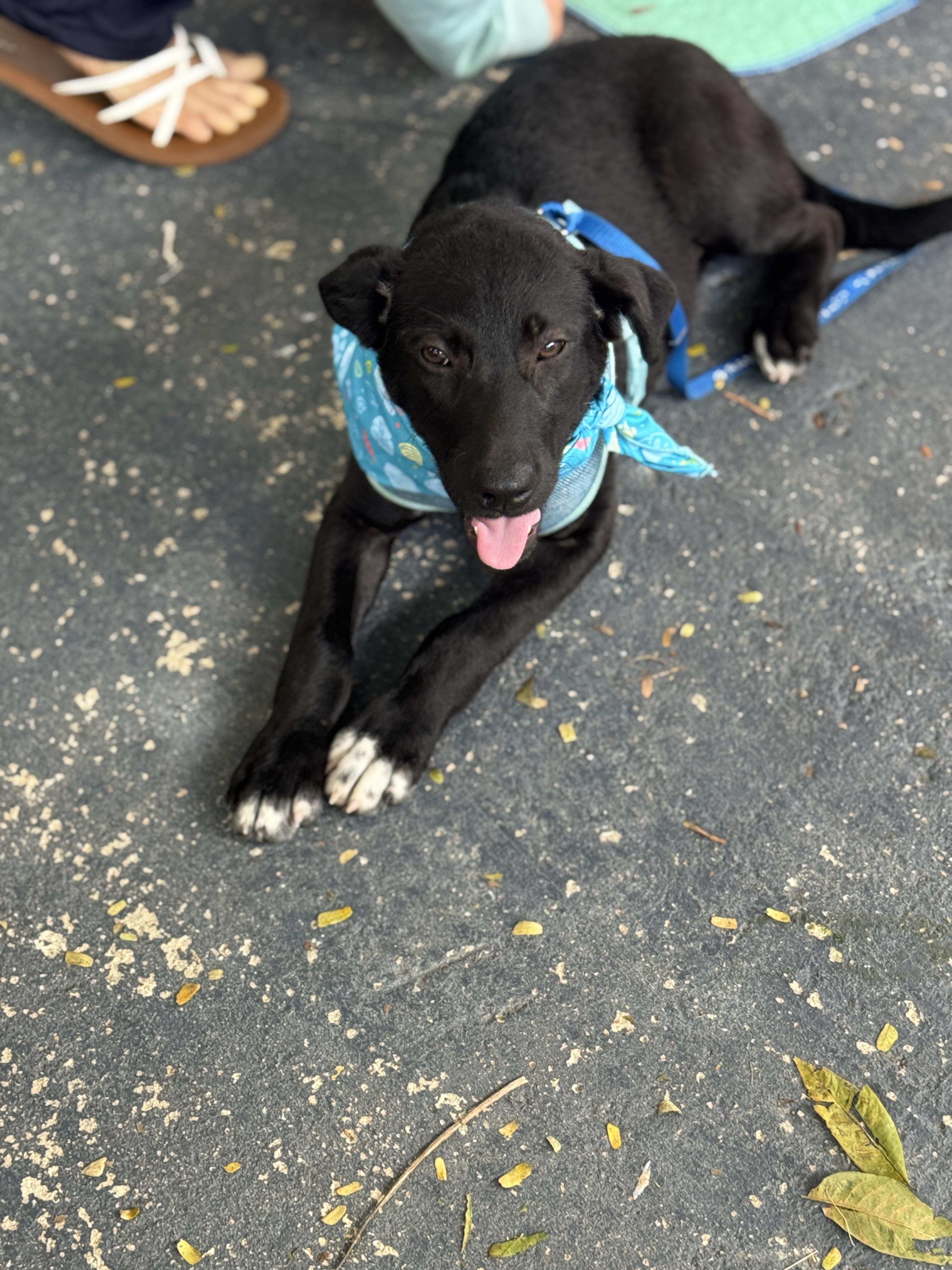 Sebastian, adopted, Puppy Male Labrador Retriever.