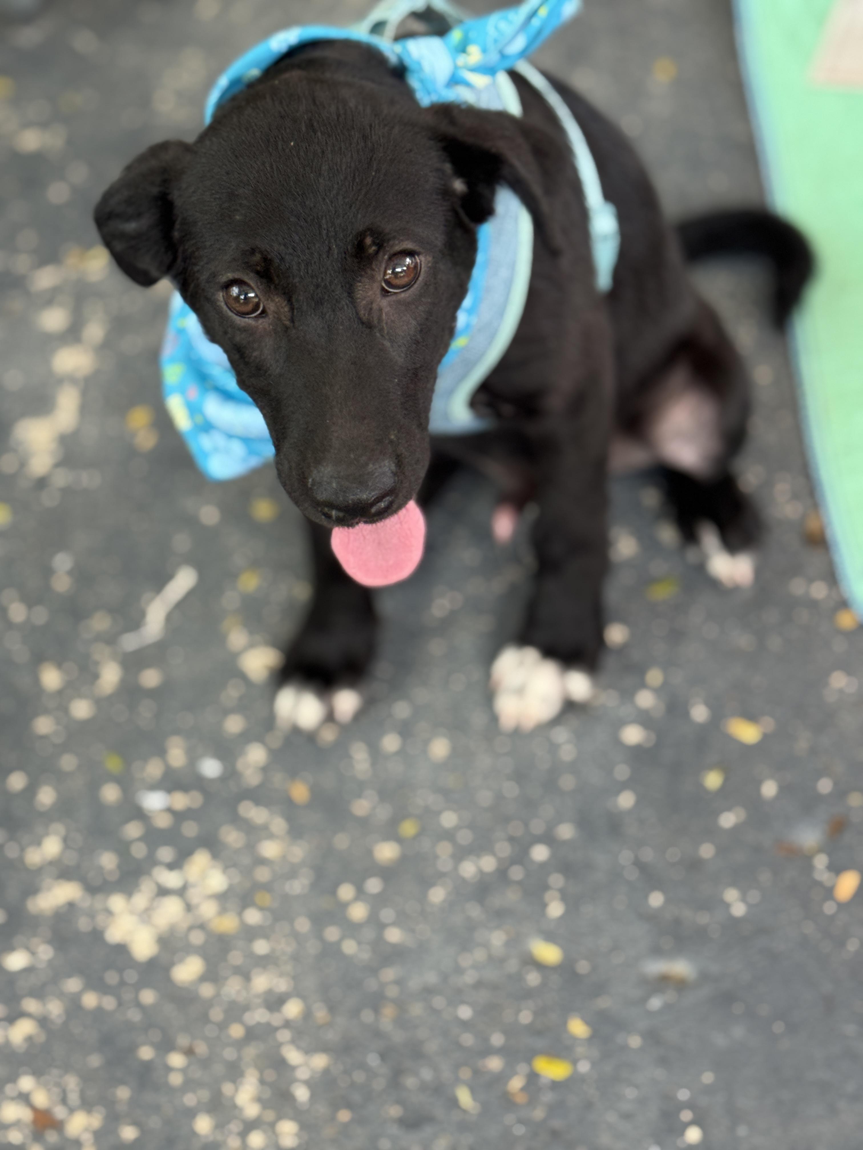 Enlarge Sebastian, an adopted mixed breed in Glen Rock, NJ image 5/6