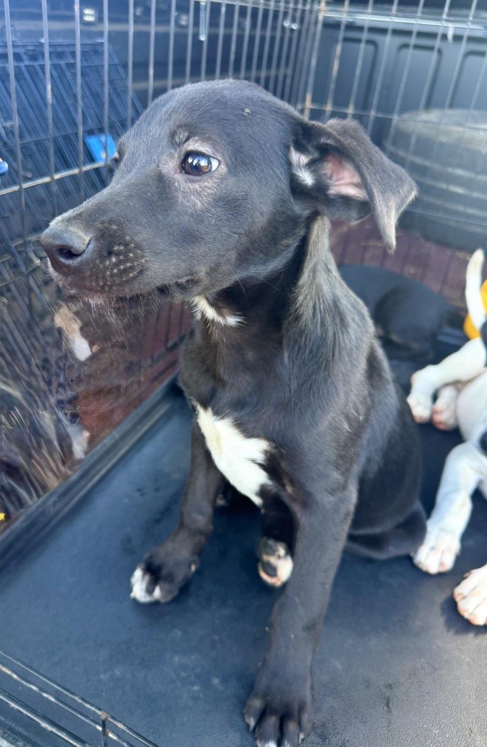 Enlarge Sebastian, an adopted mixed breed in Glen Rock, NJ image 3/6