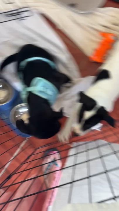 Enlarge Sebastian, an adopted mixed breed in Glen Rock, NJ video 2/6