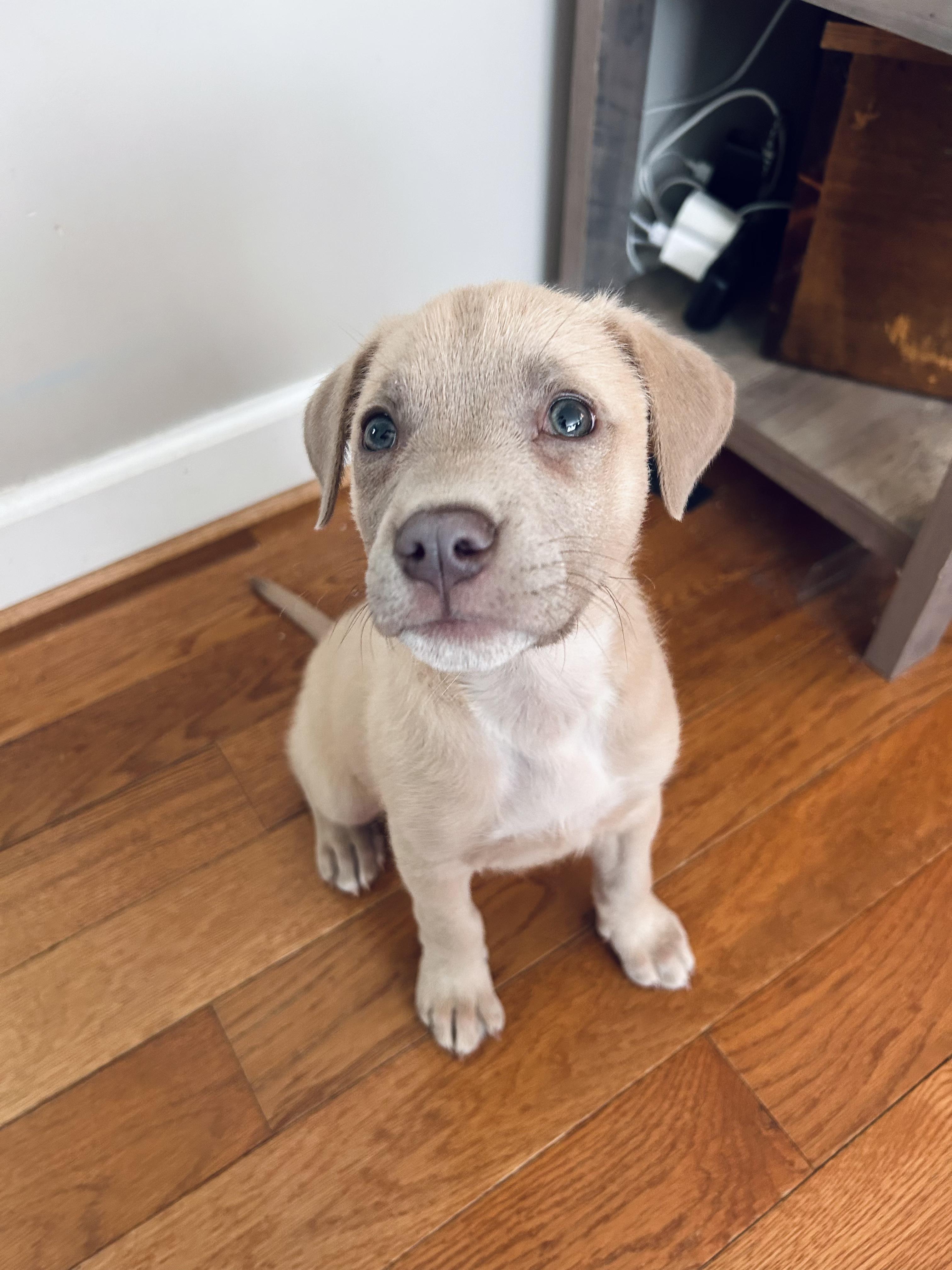 Enlarge Timberwolf *PARTIALLY SPONSORED*, an adoptable mixed breed in Avon, CT image 2/5