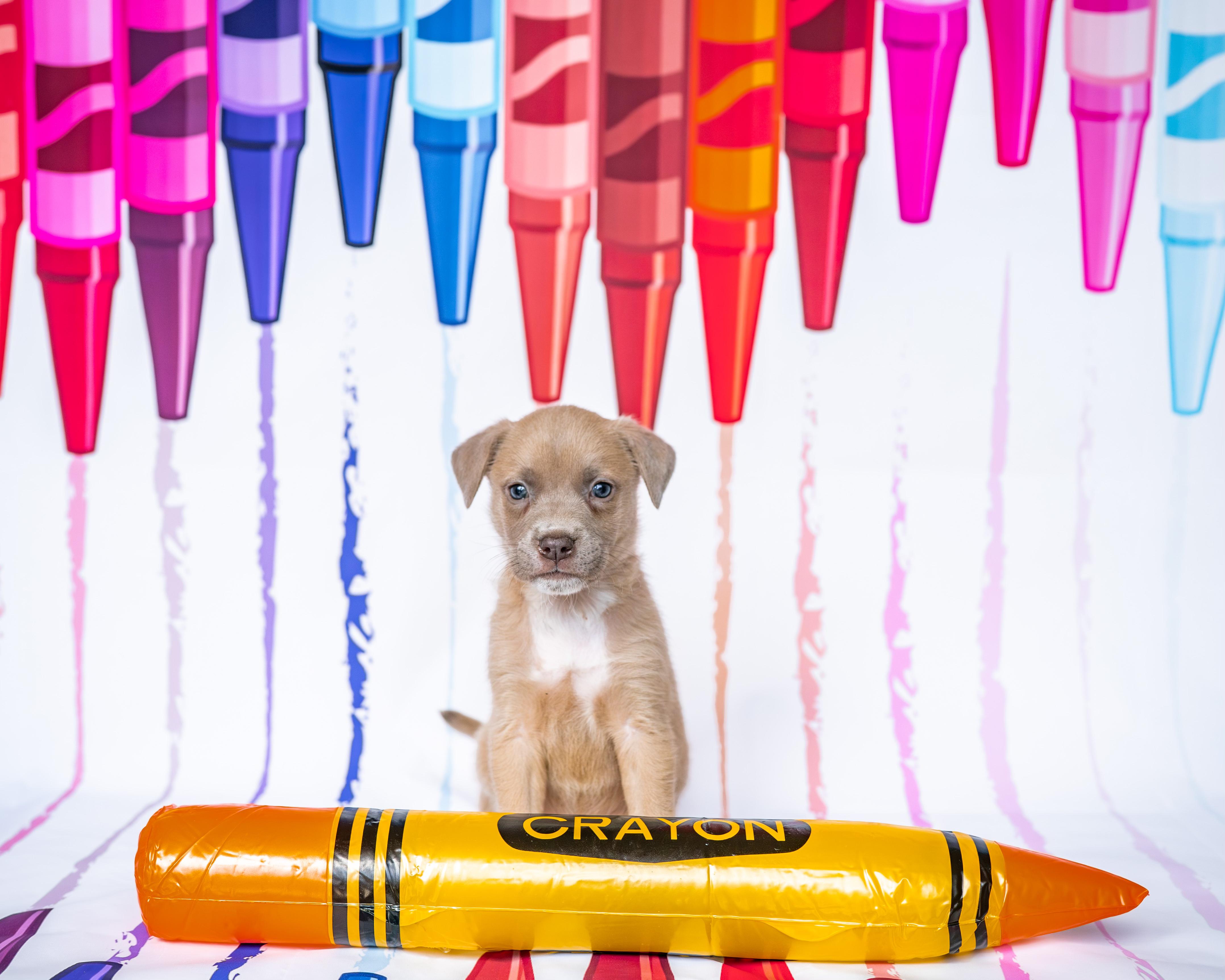 Enlarge Timberwolf *PARTIALLY SPONSORED*, an adoptable mixed breed in Avon, CT image 3/5