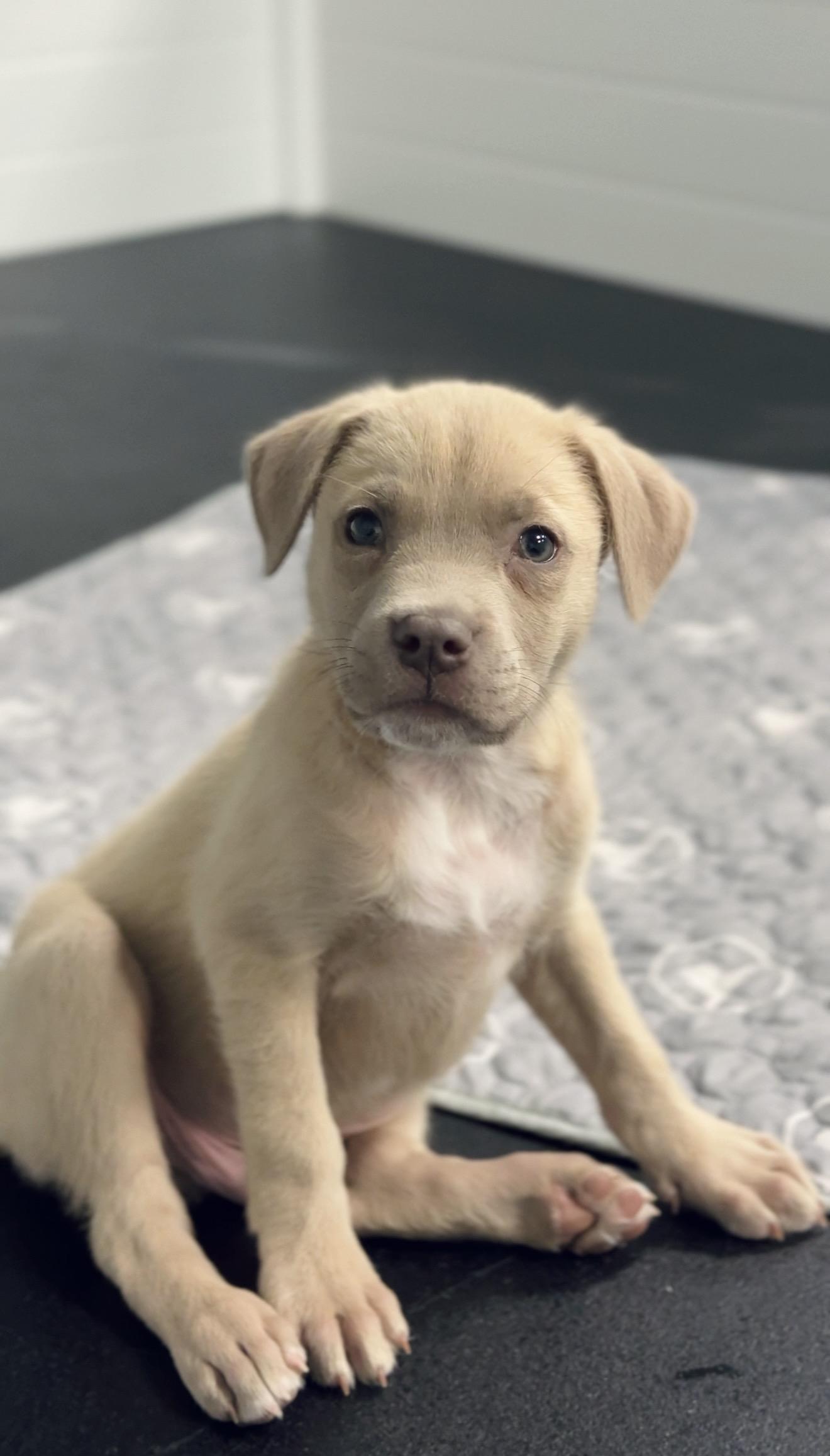 Timberwolf *PARTIALLY SPONSORED*, adoptable, Puppy Male Labrador Retriever & Mixed Breed.