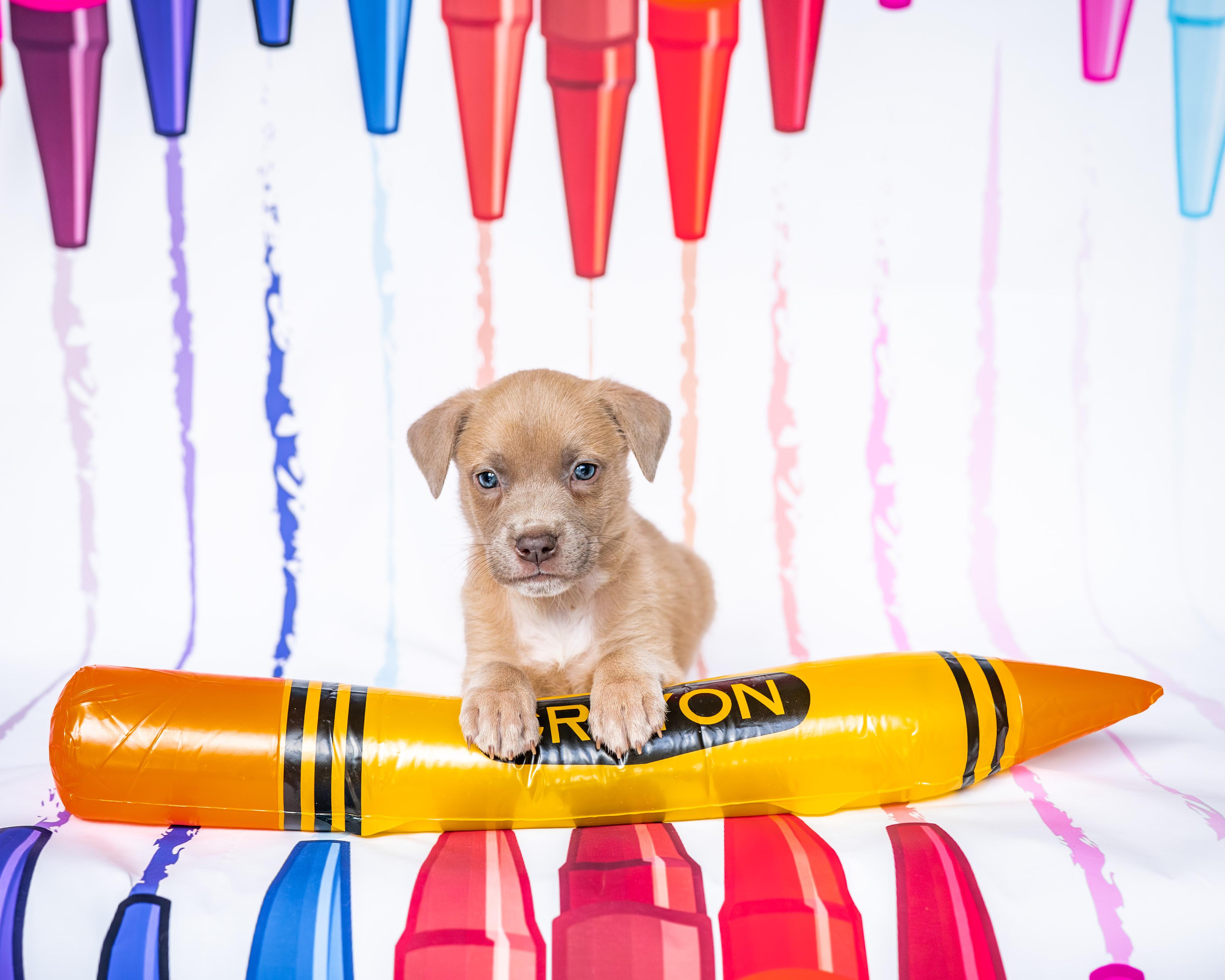 Enlarge Timberwolf *PARTIALLY SPONSORED*, an adoptable mixed breed in Avon, CT image 4/5
