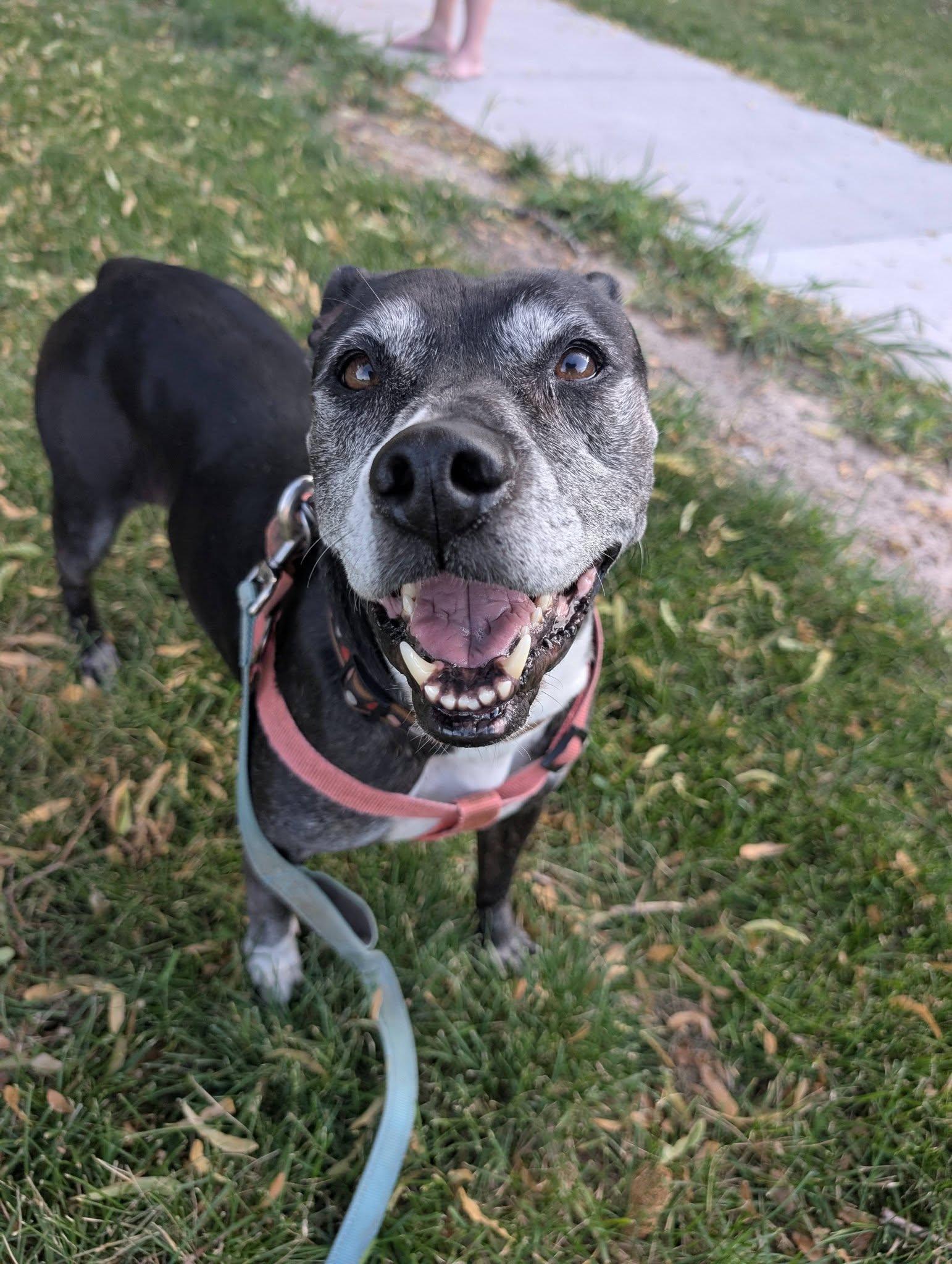 Enlarge Ariel, a ADOPTABLE Pit Bull Terrier in Grand Island, NE image 3/4