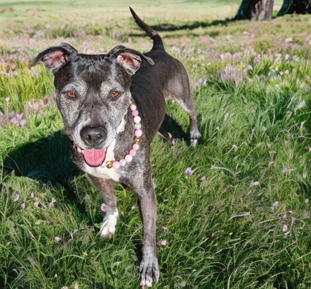 Enlarge Ariel, a ADOPTABLE Pit Bull Terrier in Grand Island, NE image 4/4