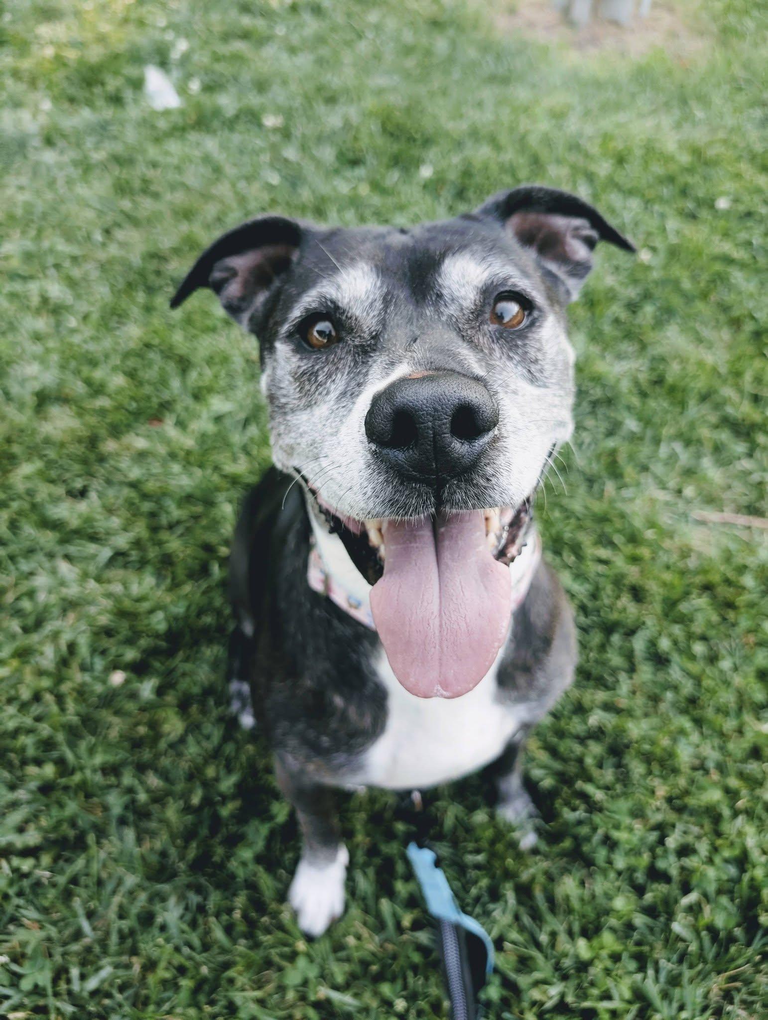 Ariel, ADOPTABLE, Senior Female Pit Bull Terrier.