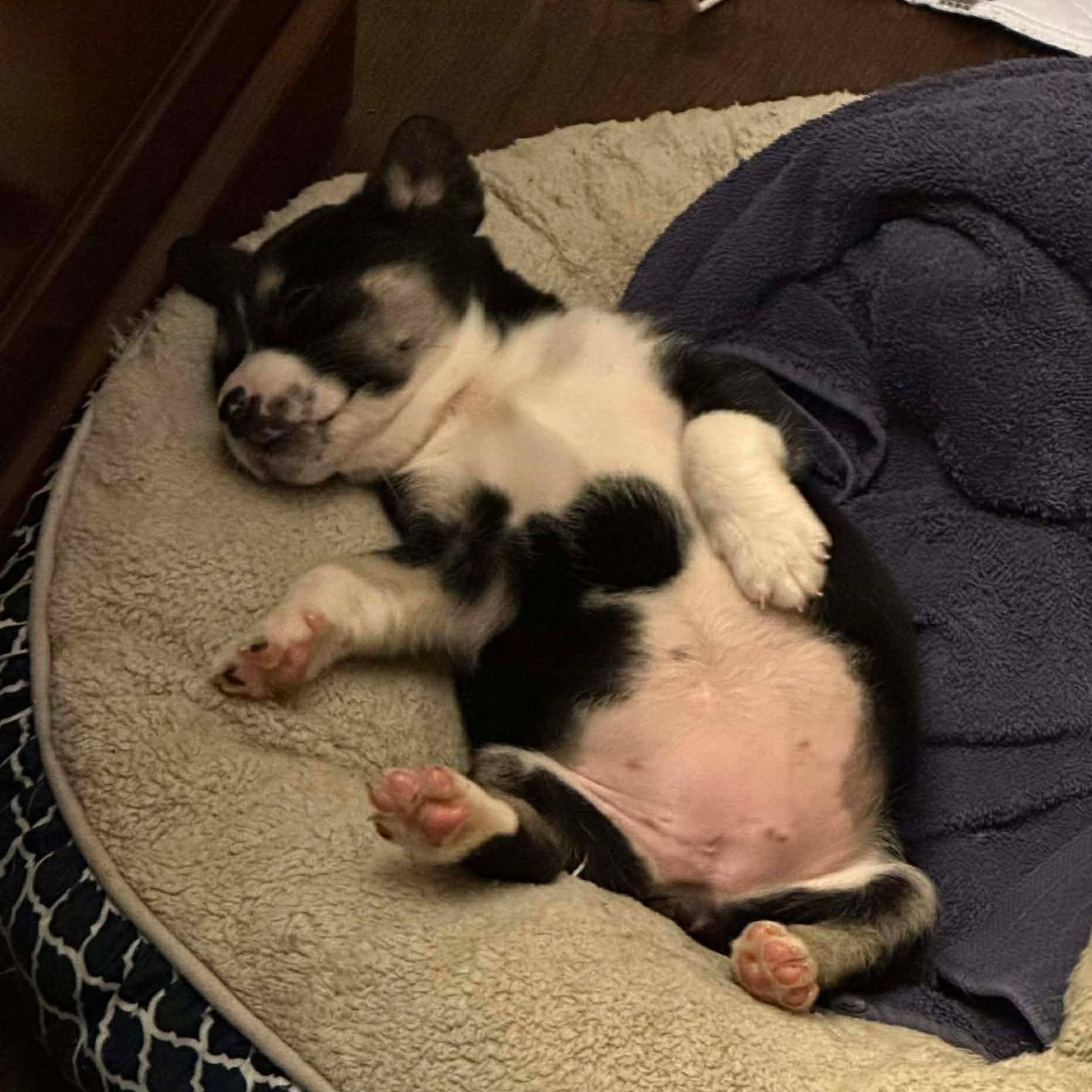 Enlarge Bailey, an adopted Mixed Breed in Rochester, NY image 2/5