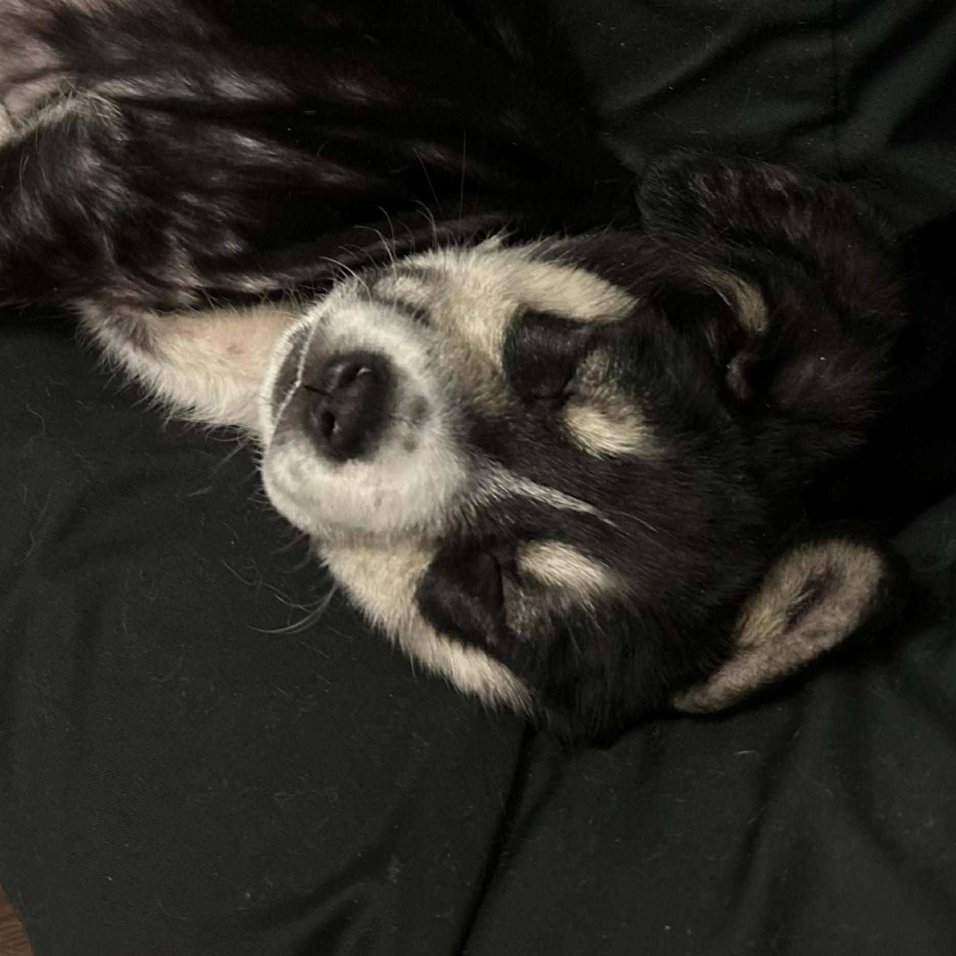 Enlarge Bailey, an adopted Mixed Breed in Rochester, NY image 5/5