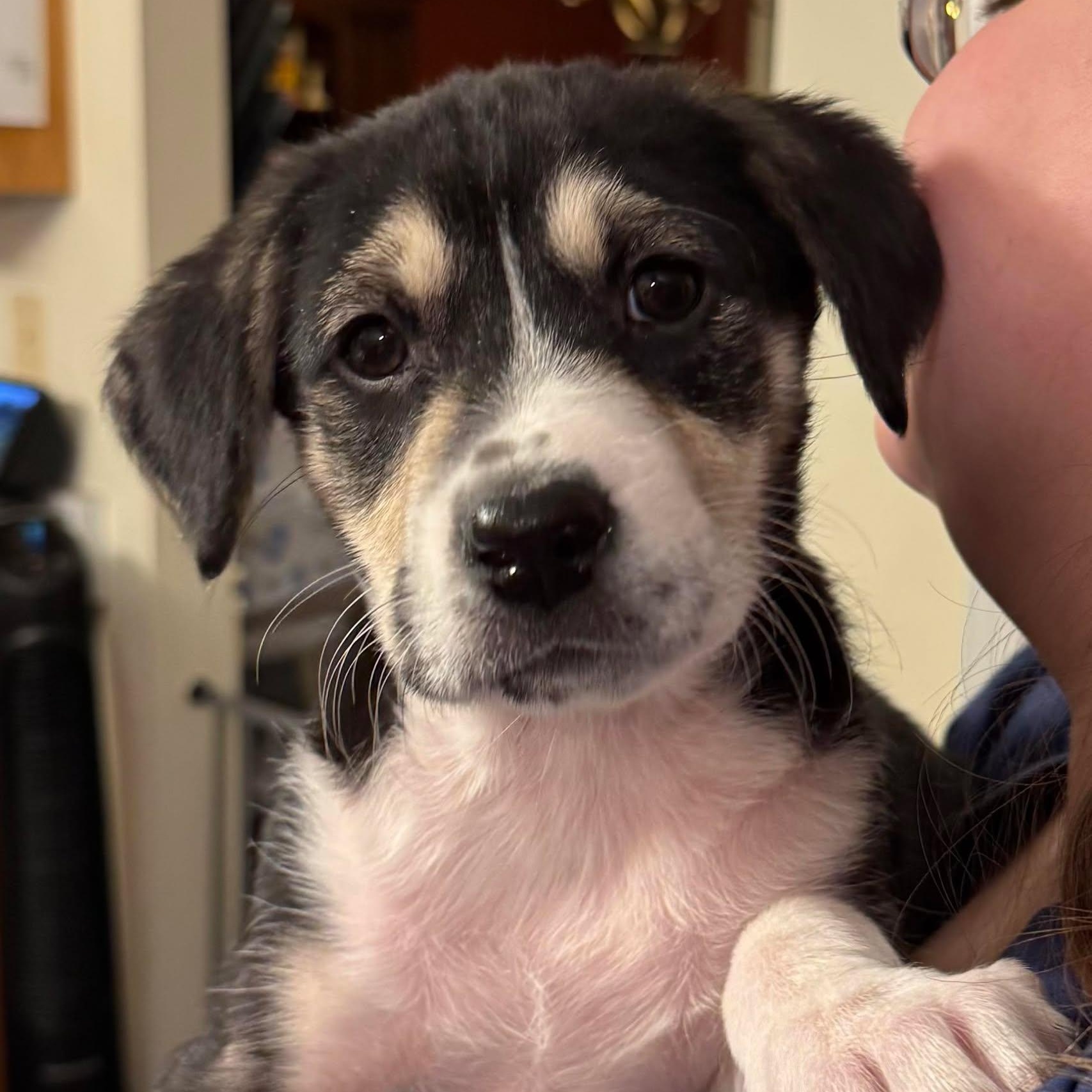 Enlarge Bailey, an adopted Mixed Breed in Rochester, NY image 1/5