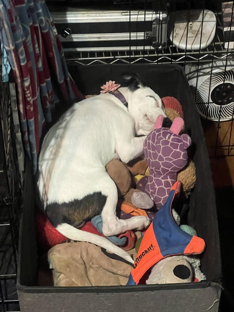 Enlarge Bean, a Adoptable mixed breed in Colorado Springs, CO image 2/6