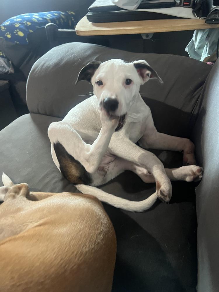 Enlarge Bean, a Adoptable mixed breed in Colorado Springs, CO image 5/6