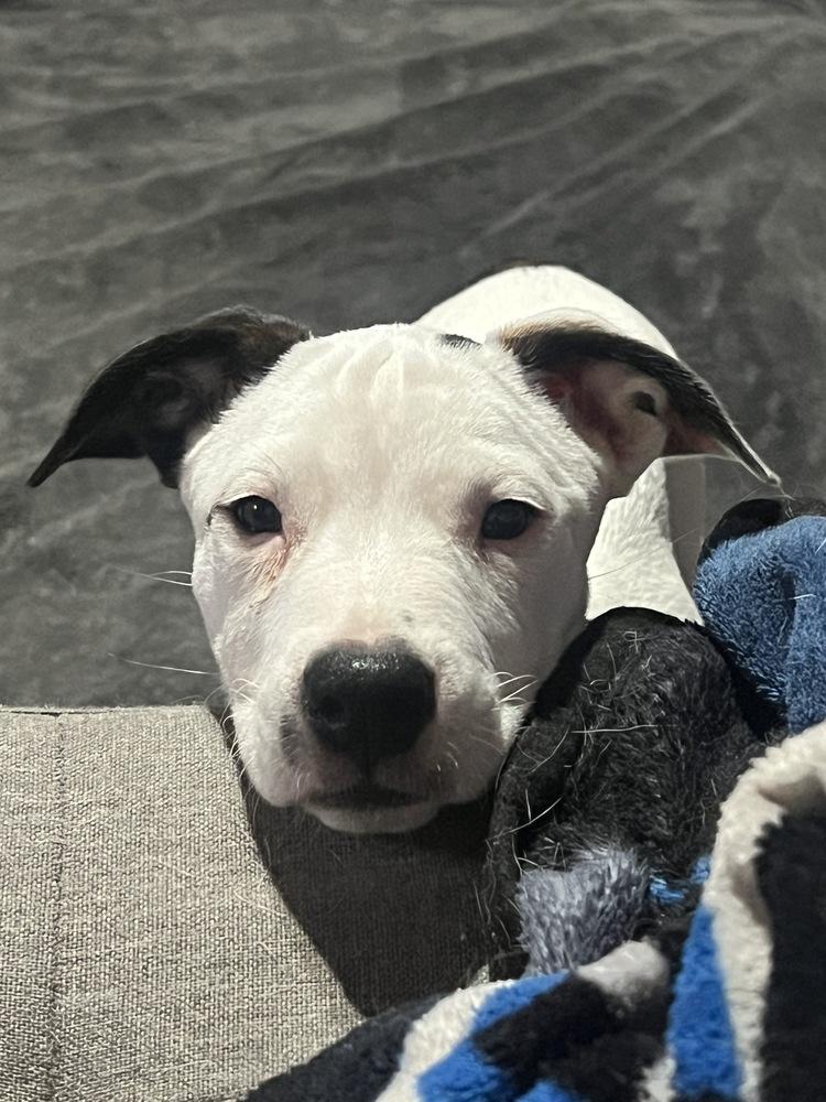 Enlarge Bean, a Adoptable mixed breed in Colorado Springs, CO image 6/6