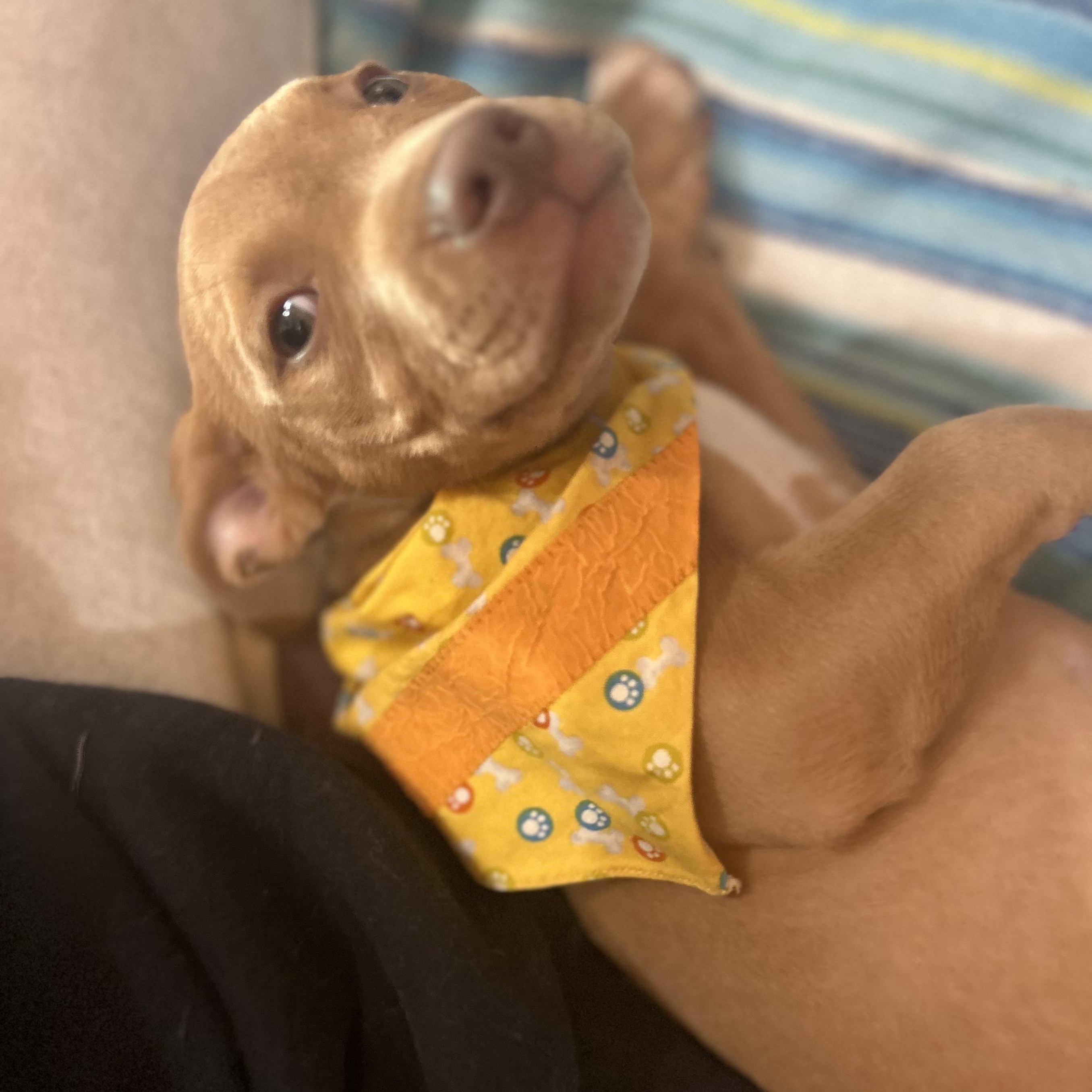 Enlarge Velma, an adopted mixed breed in Madison Heights, MI image 2/4