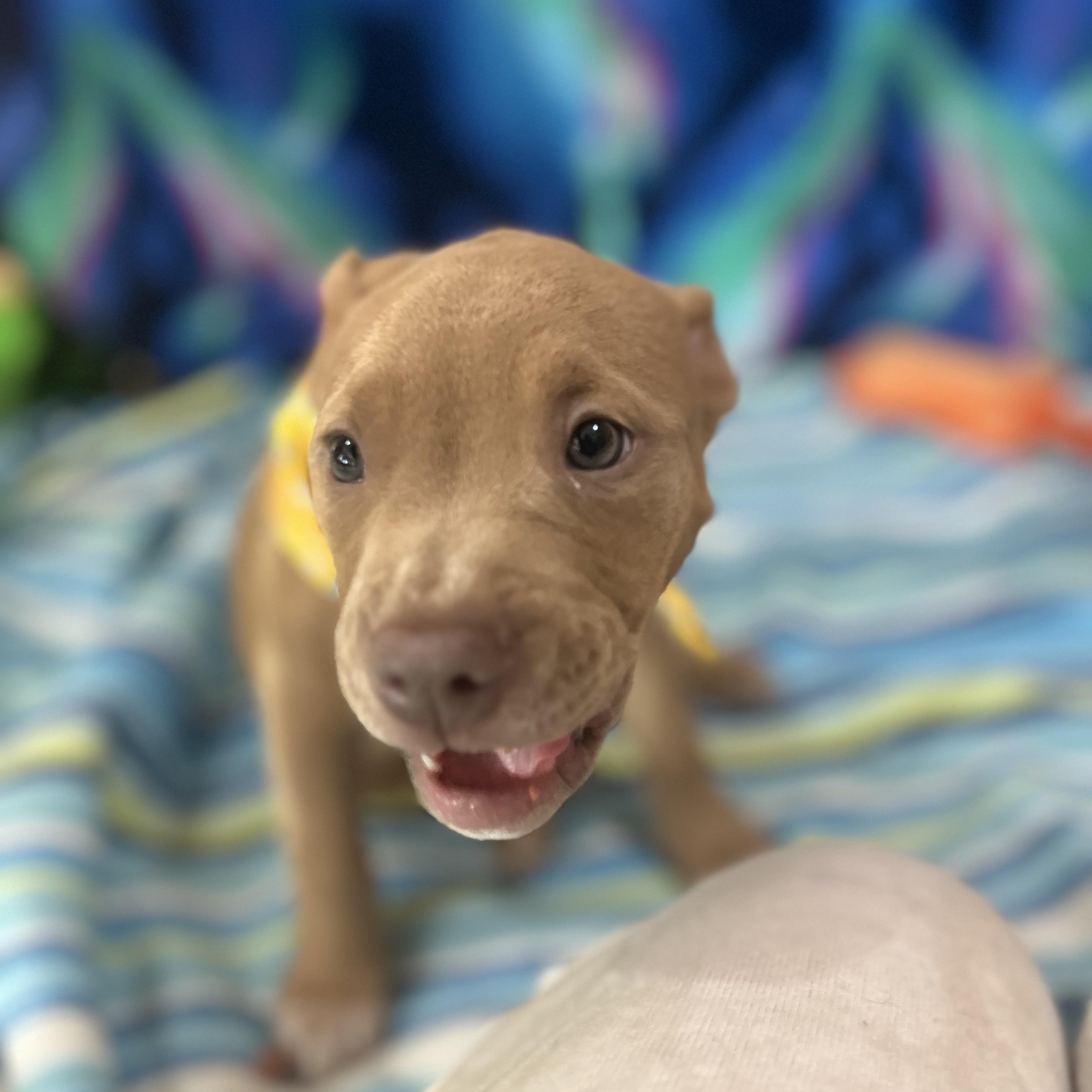 Velma, adopted, Puppy Female Pit Bull Terrier.