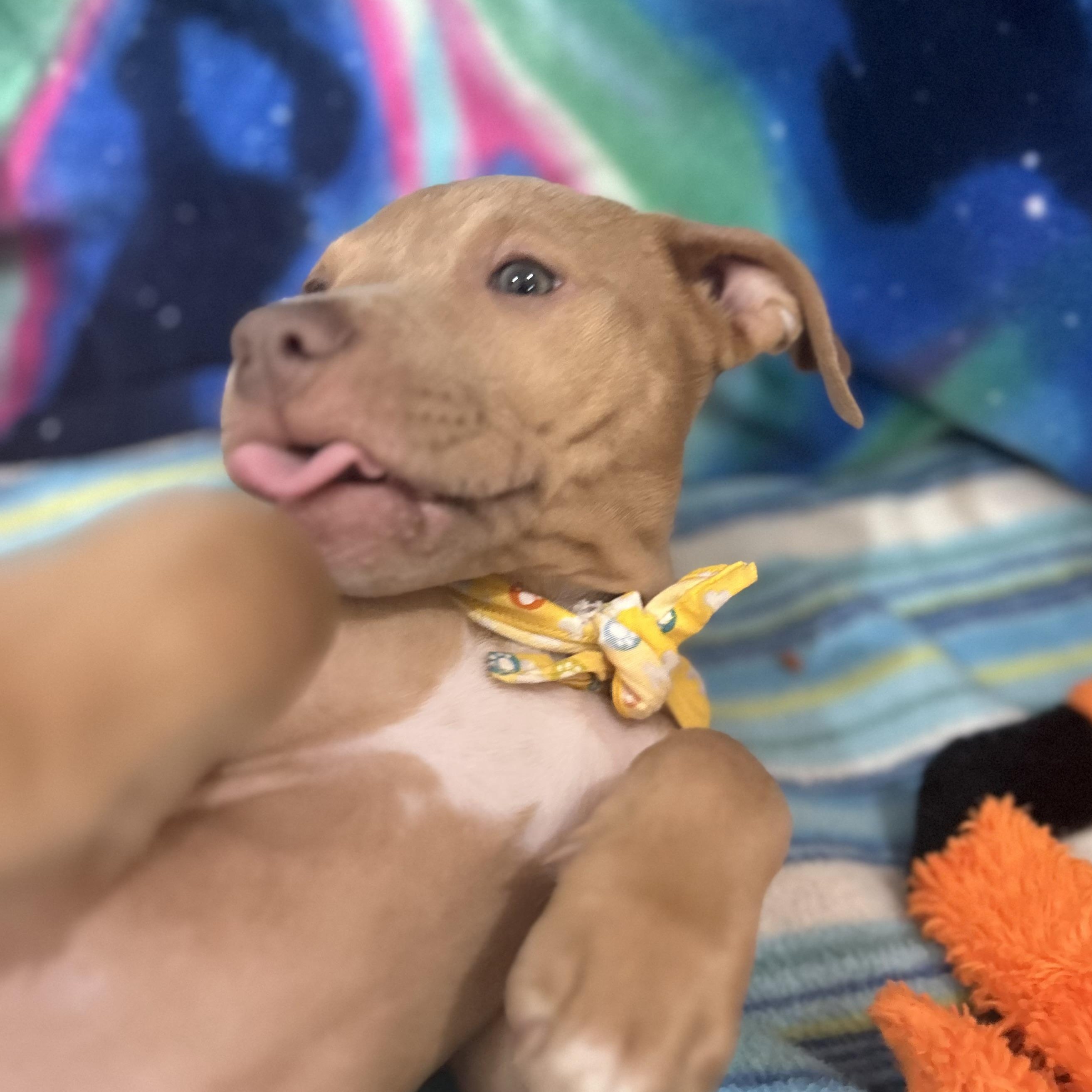 Enlarge Velma, an adopted mixed breed in Madison Heights, MI image 4/4