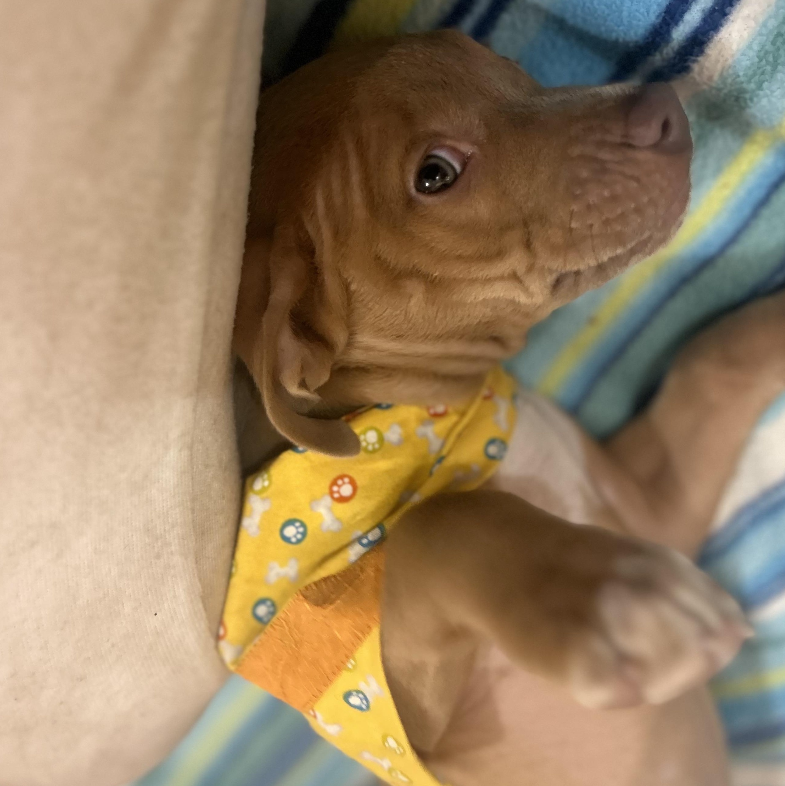 Enlarge Velma, an adopted mixed breed in Madison Heights, MI image 3/4