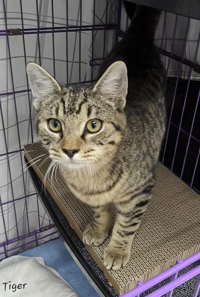 Tiger, adopted, Young Male Domestic Short Hair.