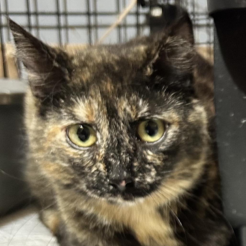 Jade, Adoptable, Adult Female Domestic Short Hair.