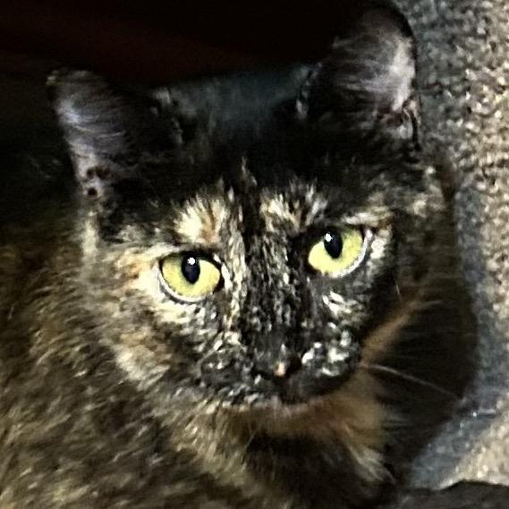 Enlarge Jade, a Adoptable Domestic Short Hair in Irwin, PA image 2/2