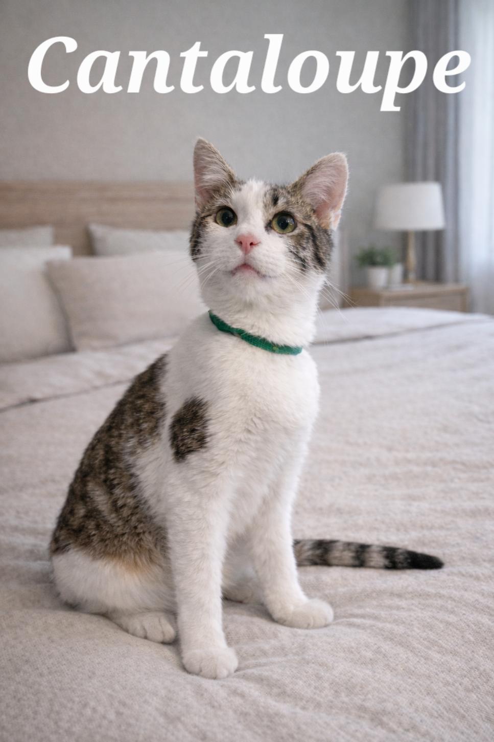 Enlarge Cantaloupe, a ADOPTABLE Domestic Short Hair in Monroeville, PA image 1/1