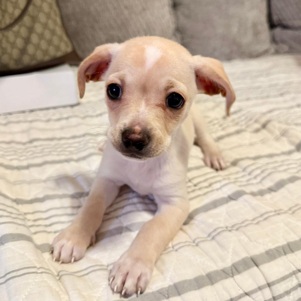 Moby, Adoptable, Puppy Male Chihuahua.