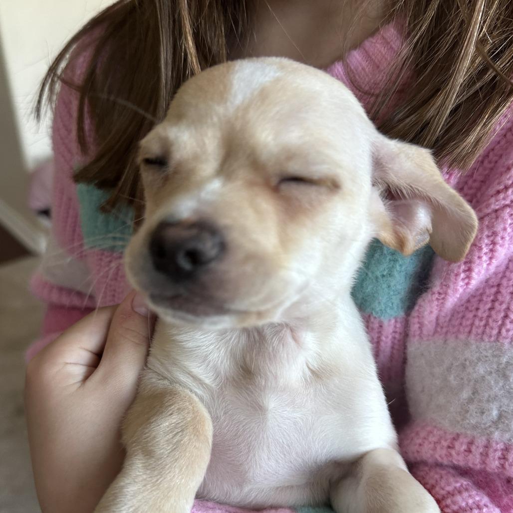 Enlarge Moby, a Adoptable Chihuahua in Agoura Hills, CA image 2/4