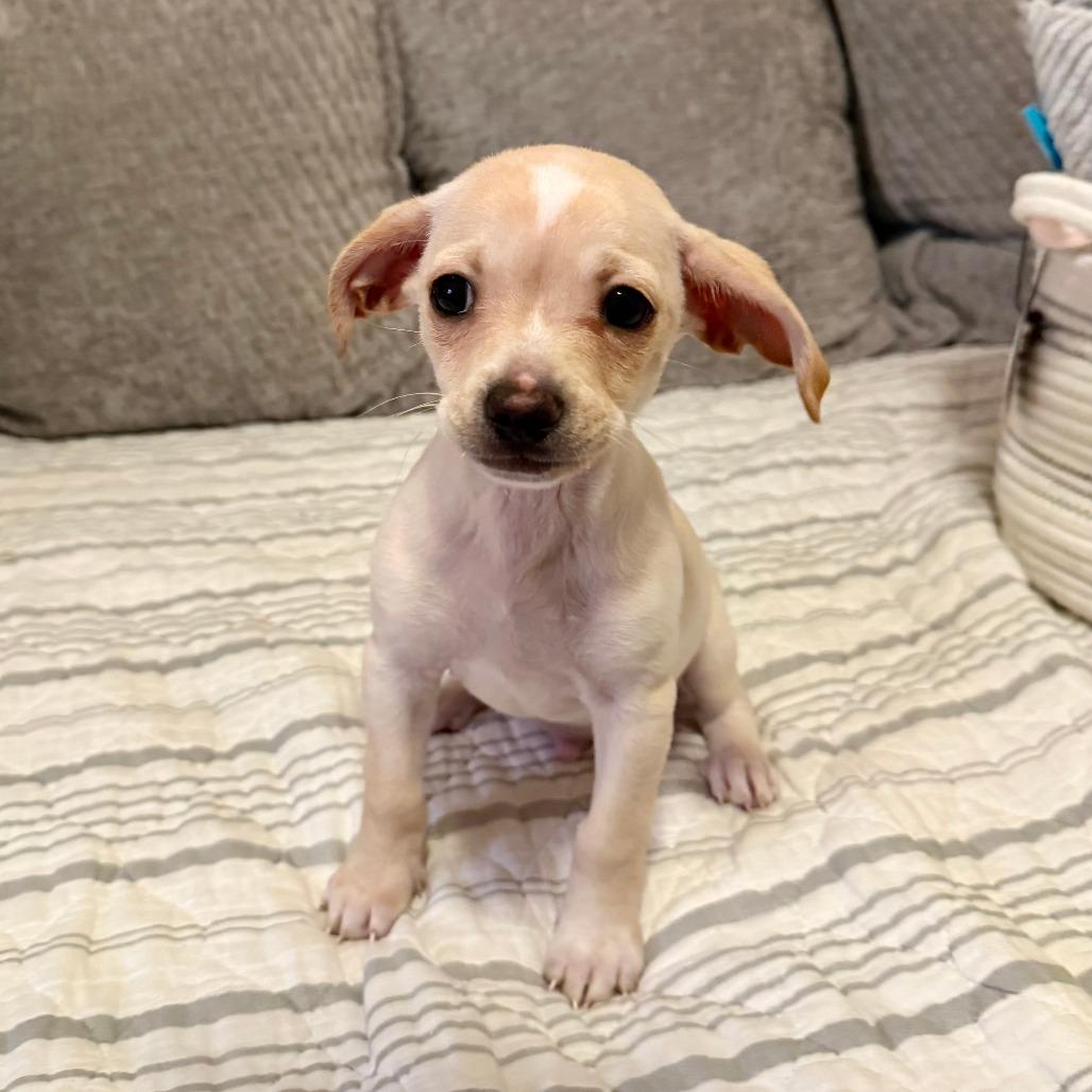 Enlarge Moby, a Adoptable Chihuahua in Agoura Hills, CA image 3/4