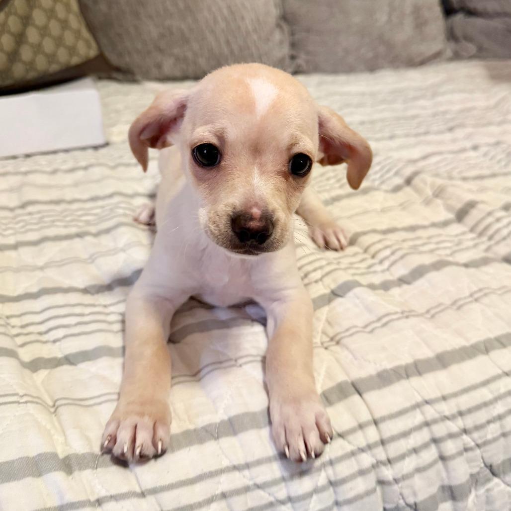 Enlarge Moby, a Adoptable Chihuahua in Agoura Hills, CA image 4/4