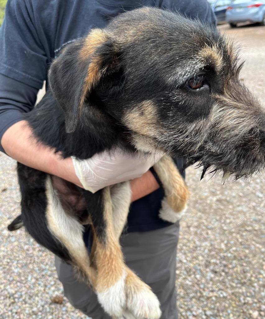 Enlarge Mario, a Adoptable mixed breed in Thompson Falls, MT image 1/2