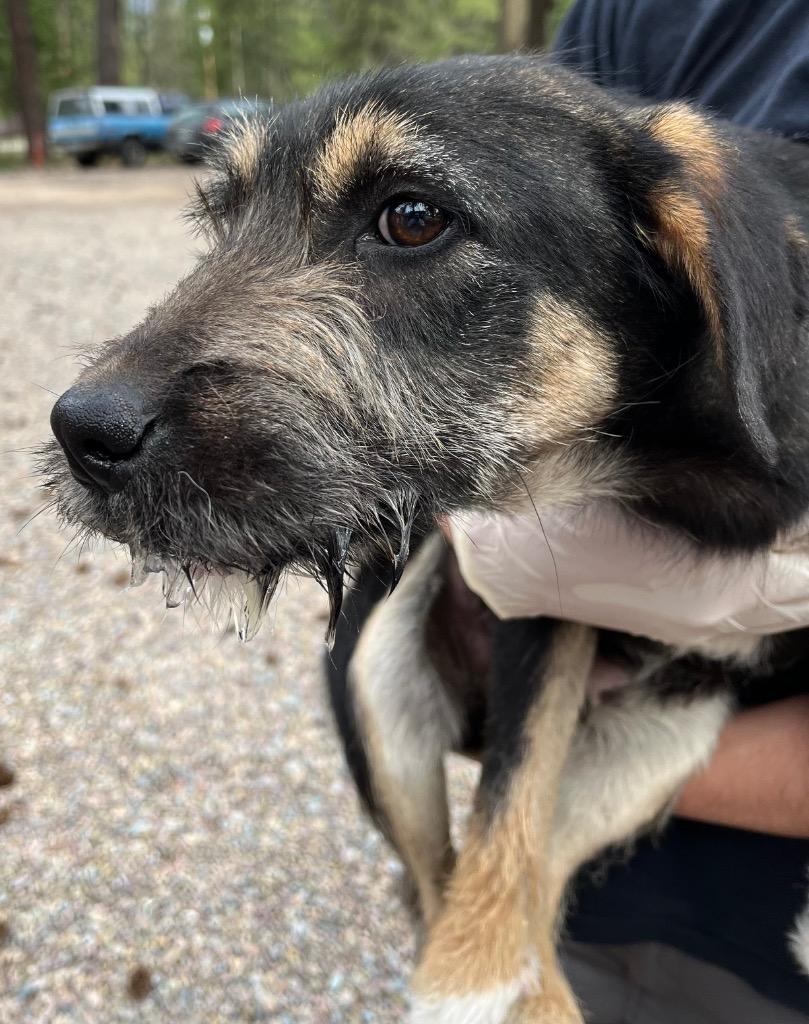 Enlarge Mario, a Adoptable mixed breed in Thompson Falls, MT image 2/2