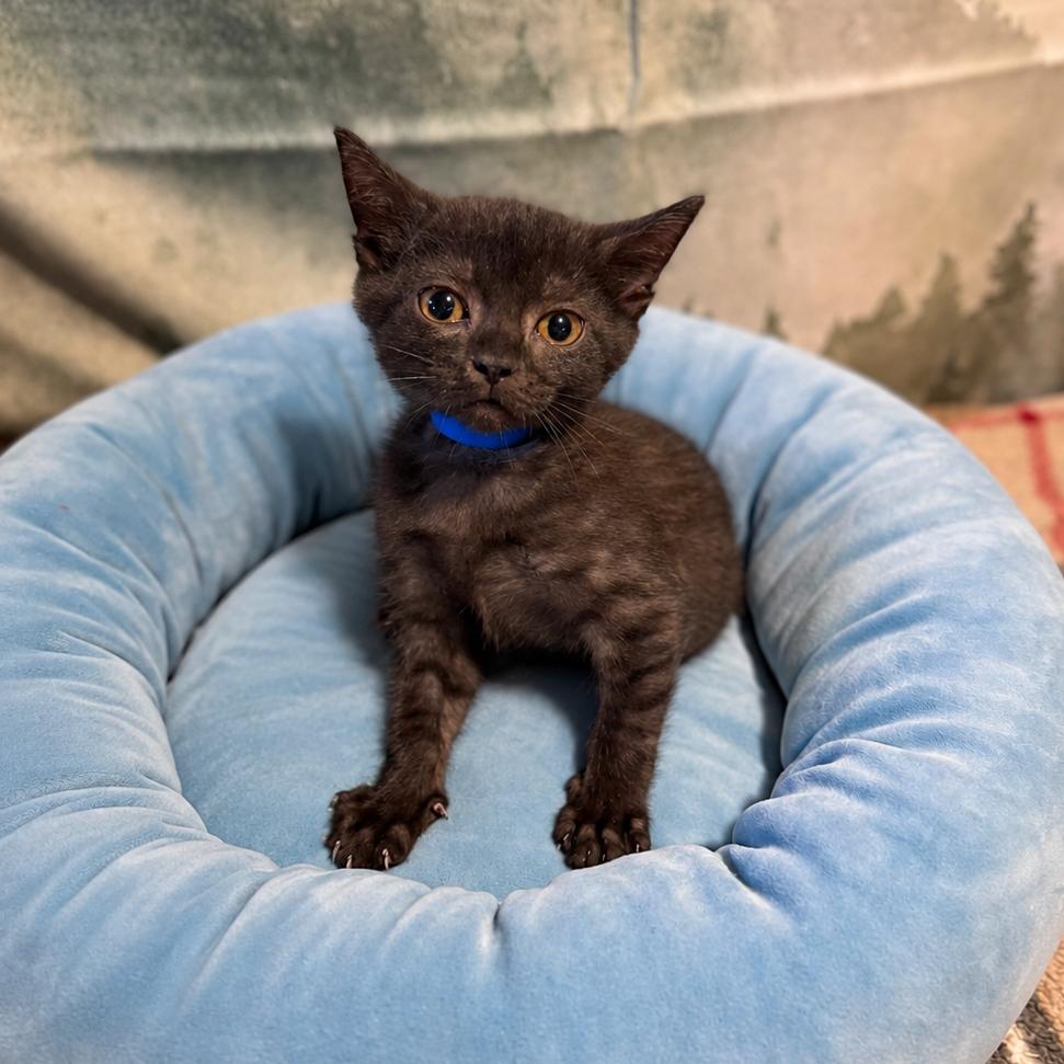 Enlarge Amarillo, a Adoptable Domestic Short Hair in Richfield, MN image 1/4