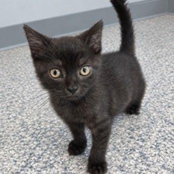 Enlarge Amarillo, a Adoptable Domestic Short Hair in Richfield, MN image 2/4