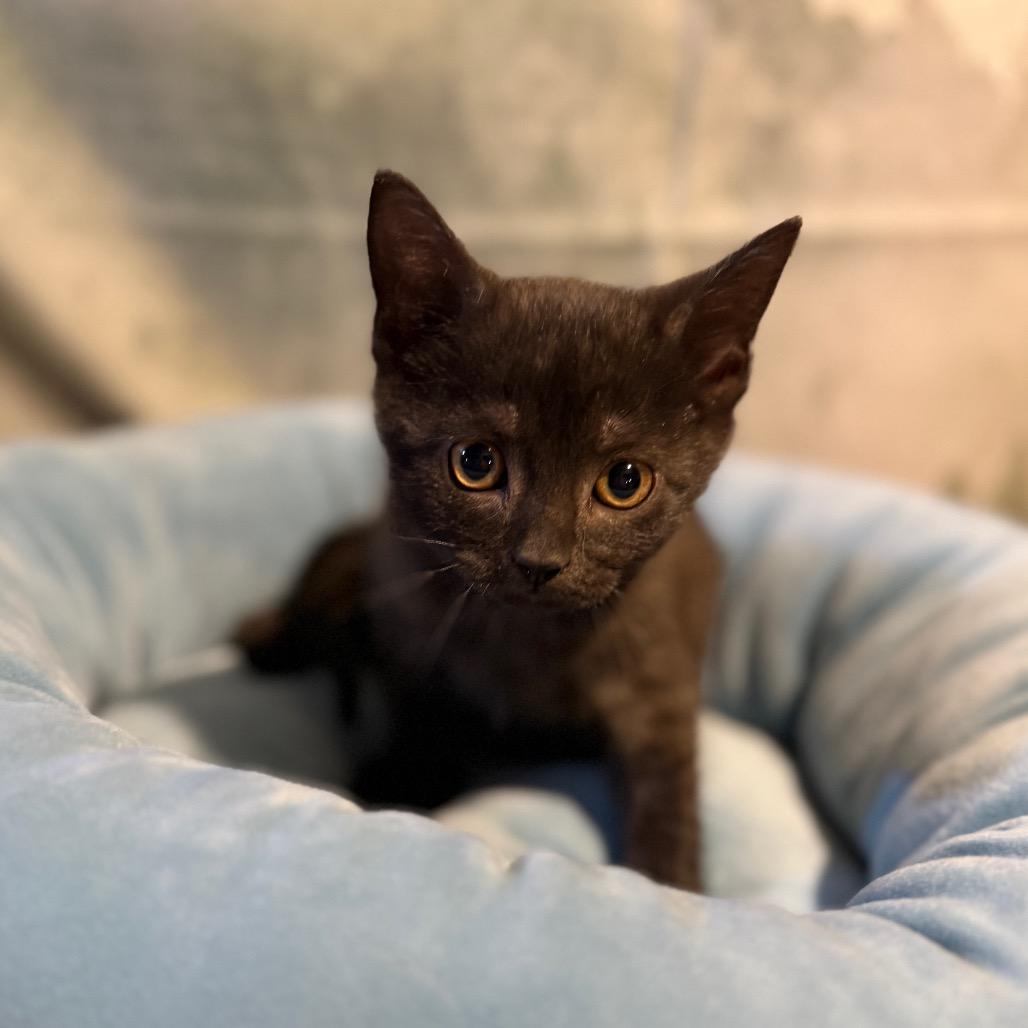 Enlarge Amarillo, a Adoptable Domestic Short Hair in Richfield, MN image 3/4