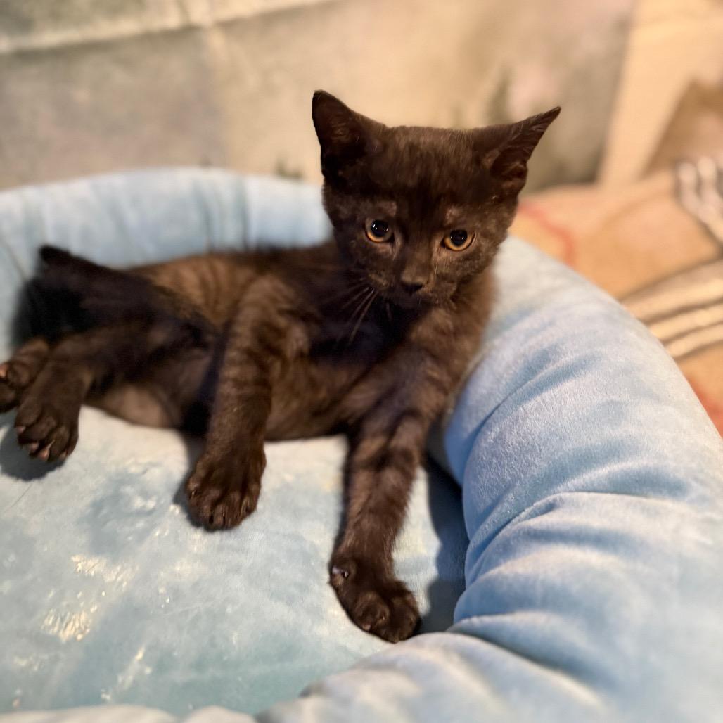 Enlarge Amarillo, a Adoptable Domestic Short Hair in Richfield, MN image 4/4