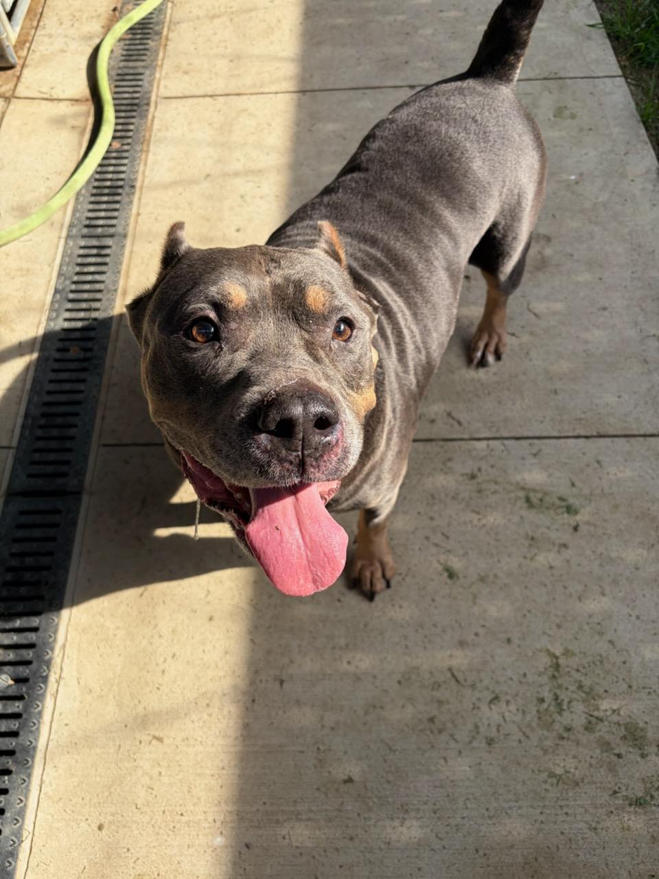 Butter (Buttercup), adopted, Adult Male Pit Bull Terrier.