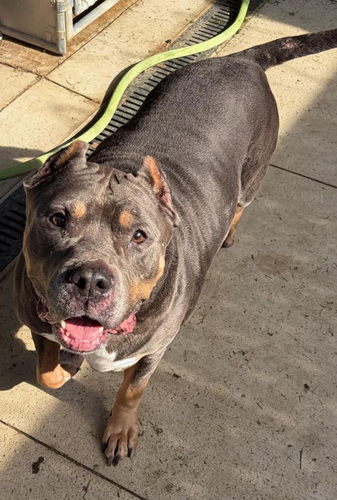 Butter (Buttercup), an adopted Pit Bull Terrier in Tiffin, OH image 4/4