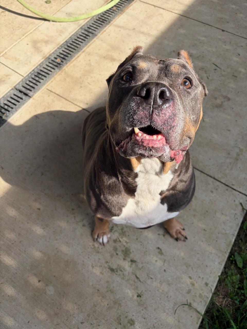 Butter (Buttercup), an adopted Pit Bull Terrier in Tiffin, OH image 3/4