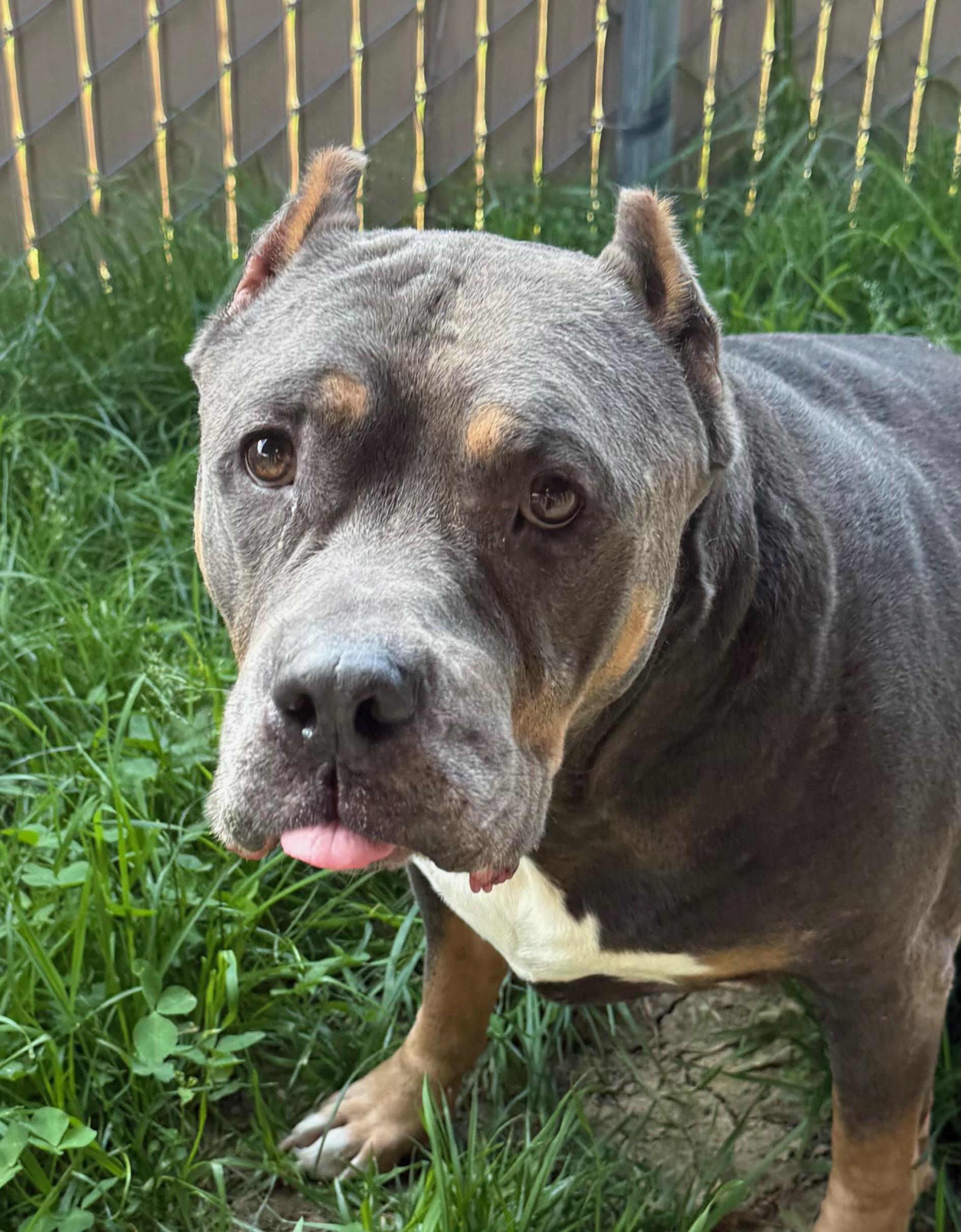 Butter (Buttercup), an adopted Pit Bull Terrier in Tiffin, OH image 2/4